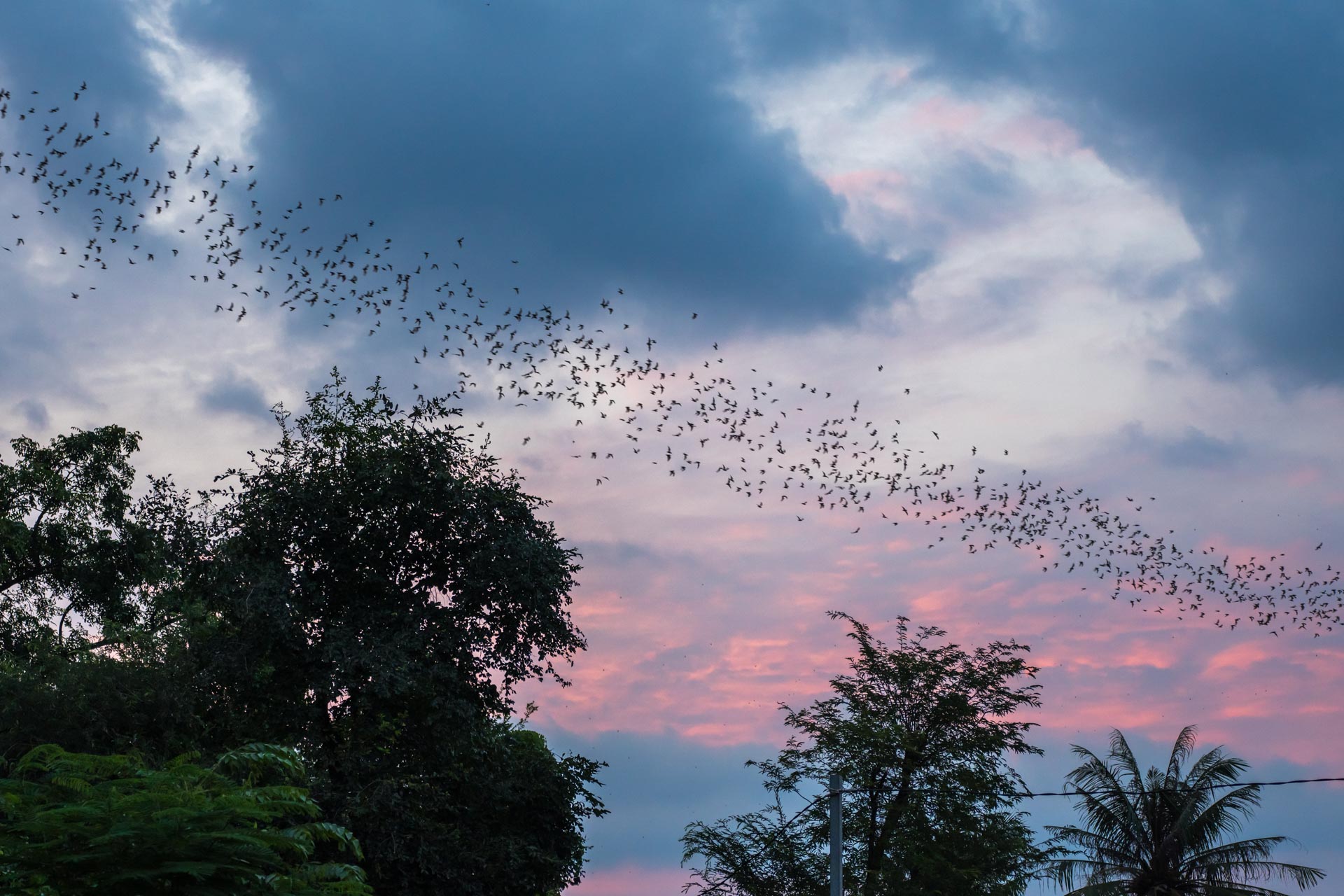 /fm/Files//Pictures/Ido Uploads/Asia/cambodia/All/Battambang - Bat Cave Bats Flying.jpg